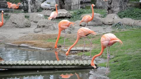 Flamingos drinking from a pond -With beautiful music