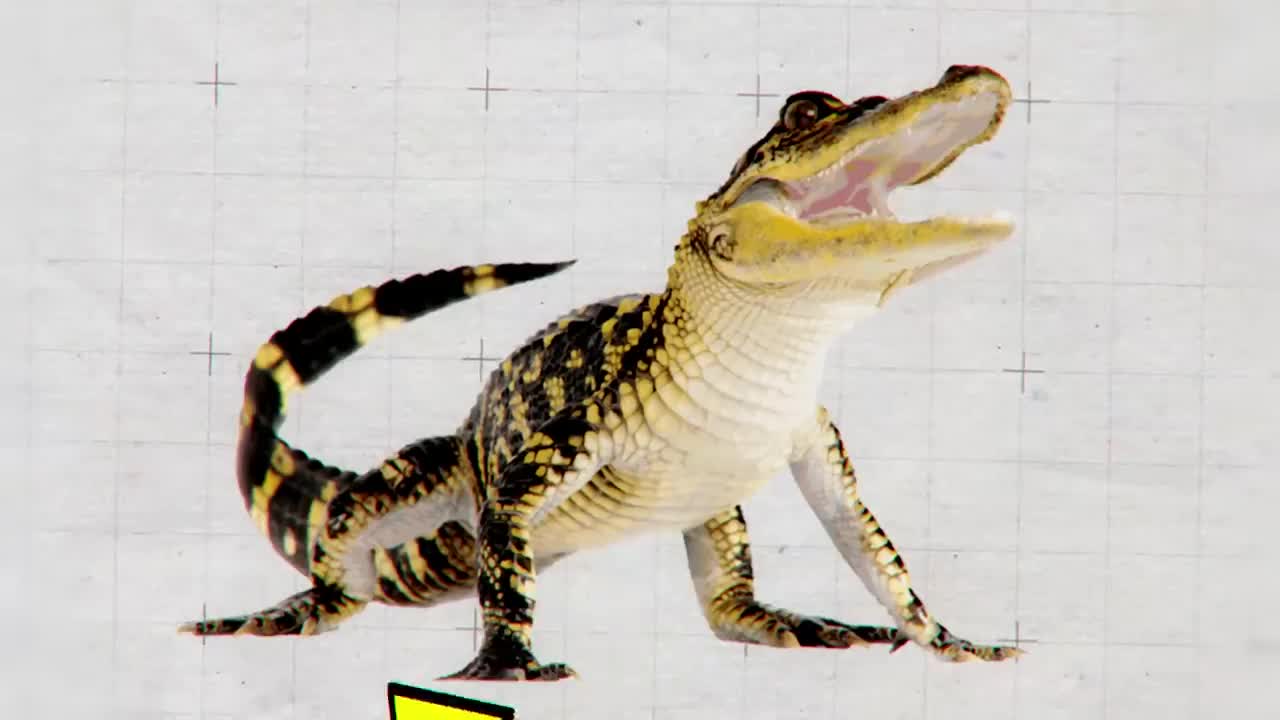 This Is Why Crocodiles Hate Jaguars