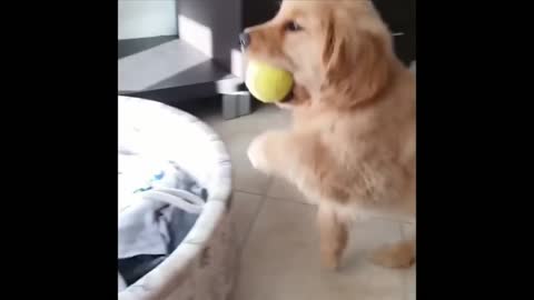 Golden Retriever Mom taking care of her babies with lots of love! ❤️‍🔥