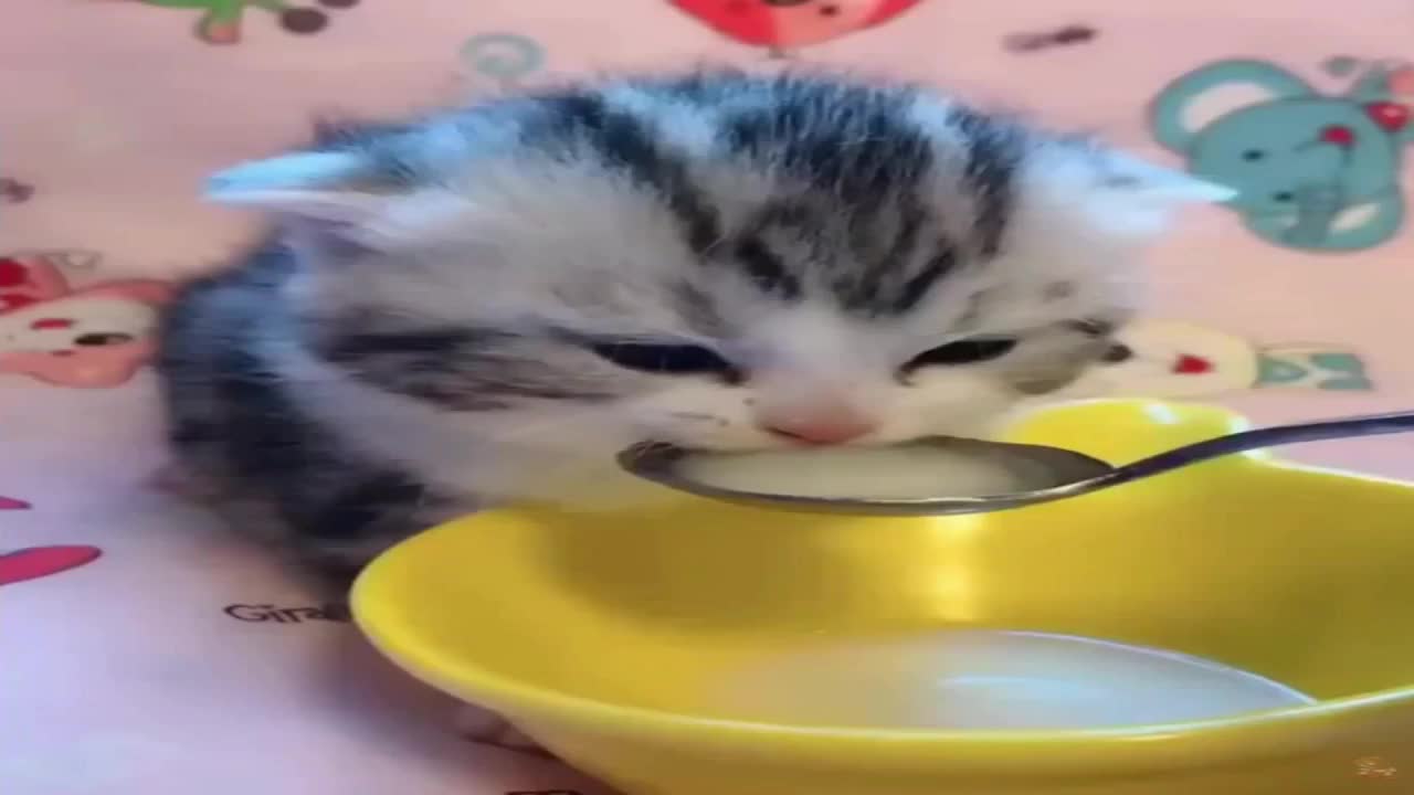 Babys Cats - Cute and Funny Cat Videos Compilation