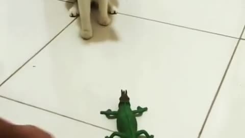 Cat get scared!!!!!