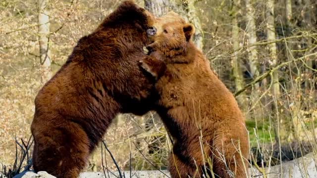 Romantic bear's