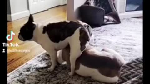 French Bulldog Obsessed With Sitting On Other👏🏽 Dogs