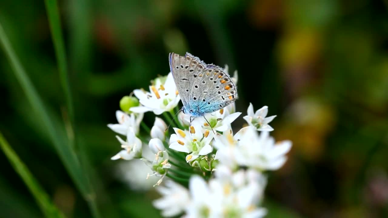 Blue butterfly over white flowers - Free Stock Video