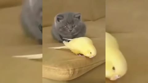 Cut baby funny animal video