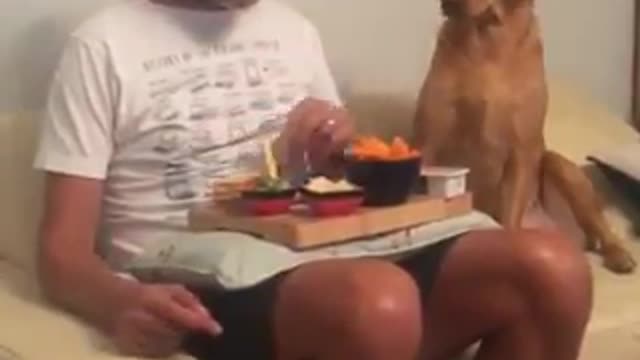 #funny dog prank.