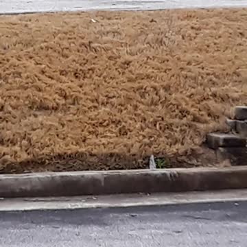 Nasty Pelosi and Chuck Schumer Eat Dead Americans