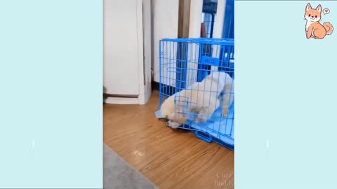 Cute pupies funy dogs