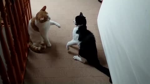 Crazy Cat Fight