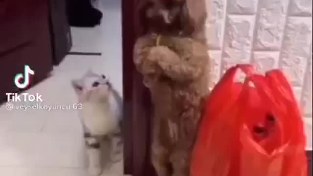 funny dog try to hide from the cat