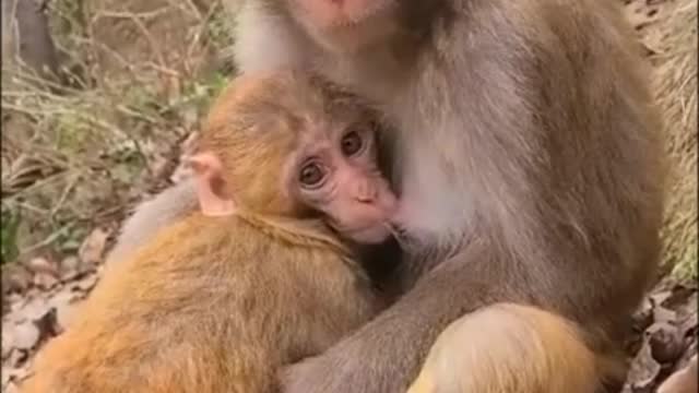Monkey Live In The Forest That W