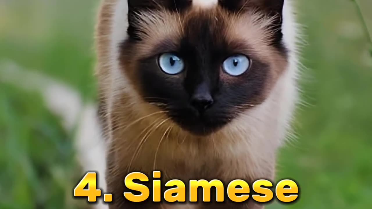 Top 10 most beautiful cat breed😻😍💕