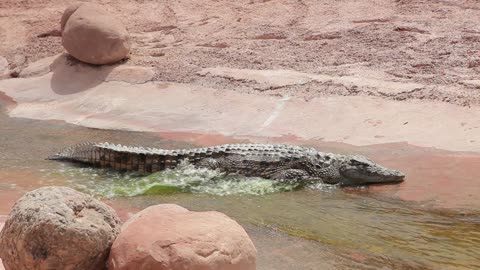 crocodile in small lake