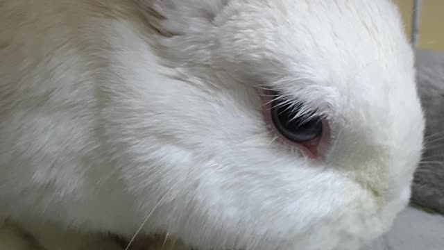 bunny eats arrowroot