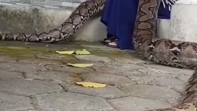 giant snake from indonesia