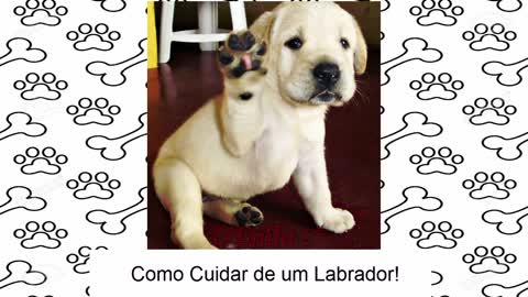 Como Cuidar De Um Labrador - Aprenda a Como Cuidar De Um Cachorro Labrador