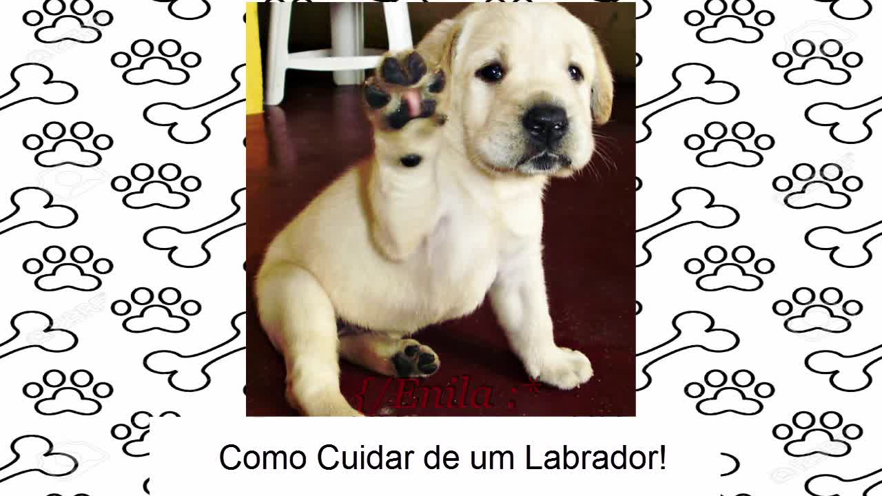 Como Cuidar De Um Labrador - Aprenda a Como Cuidar De Um Cachorro Labrador