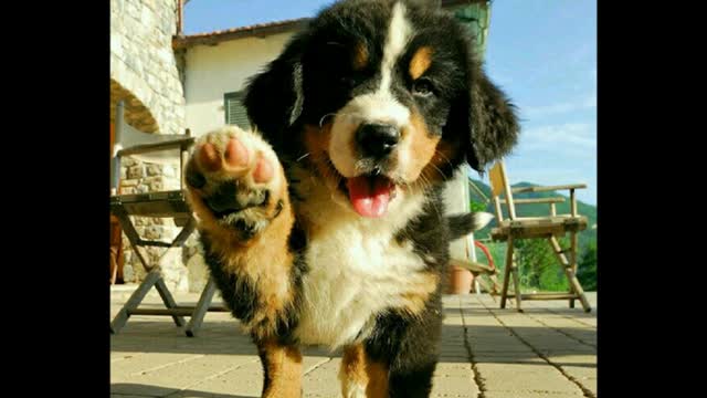 cute dogs compilation Beautiful !