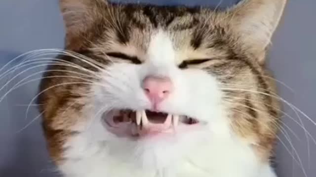 cat doing choting very cute