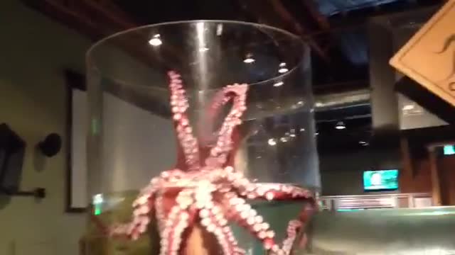 Giant Octopus Escape