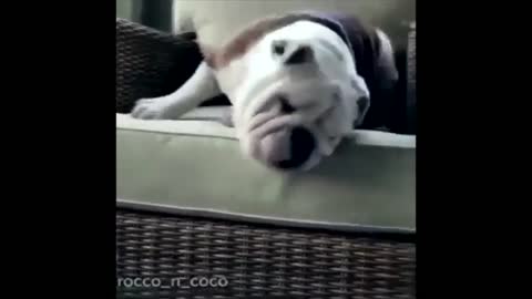 funny and cute dog moment