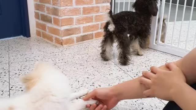 Who is the black puppy waiting for?