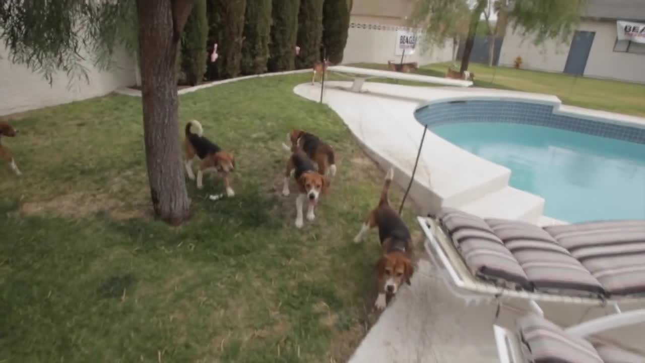 Beagle Freedom Project Rescues Nine Beagles From Laboratory In Nevada