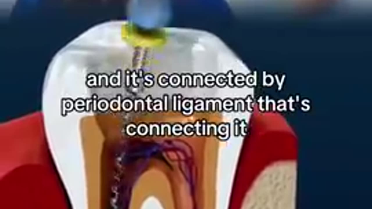 Tooth root canals are dangerous