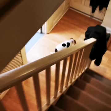 Funny baby in walker trying to catch my JRT