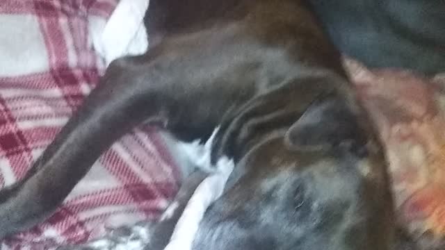 Cutie dog