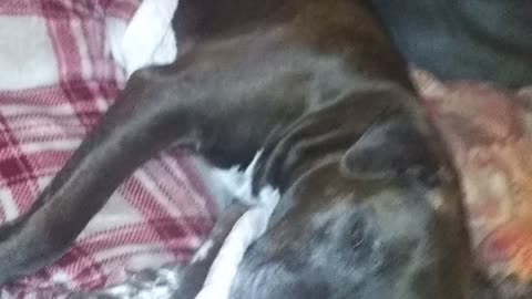 Cutie dog