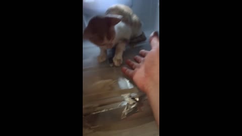 from the hot cat chose to stay in the fridge