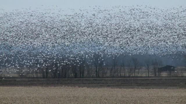 Snow Geese Migration - Highbrow