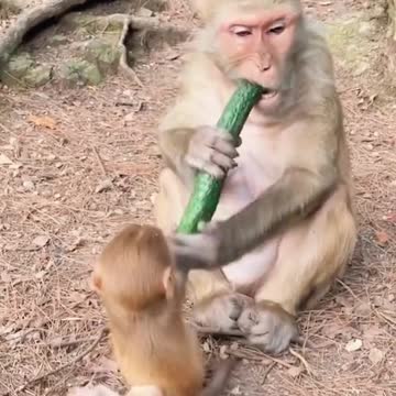 funny|prank|jokes|funny jokes|dad jokes|funny memes|funny video|fun|laughing|funny animal|knock 40