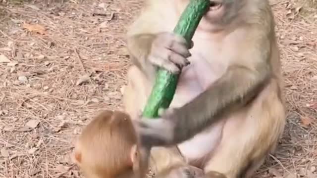 funny|prank|jokes|funny jokes|dad jokes|funny memes|funny video|fun|laughing|funny animal|knock 40