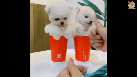 Cute puppy money counting 😂😂 funny