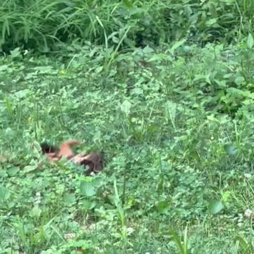 GOOD GOD! Mink's in Indiana are MEAN! Part 2