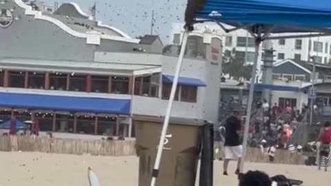 BEES INVADE SANTA MONICA BEACH