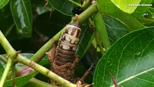 This is how this elephant butterfly cocoon eats and moves places 2