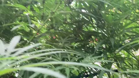 9/20/2021🦚(dhp) derekhunterpodcast greenhouse Marijana