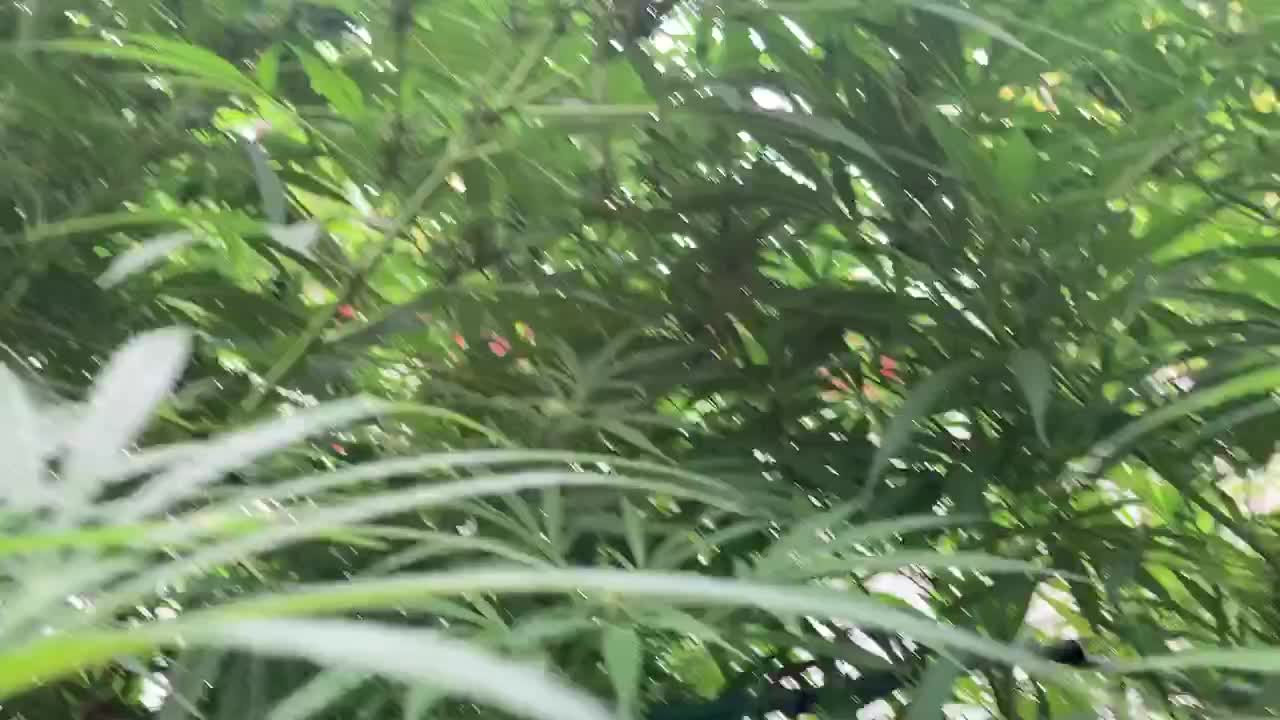 9/20/2021🦚(dhp) derekhunterpodcast greenhouse Marijana