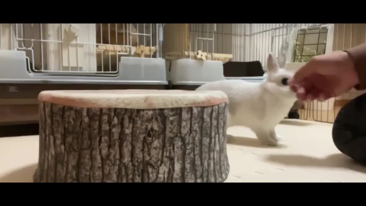 Clever Bunny