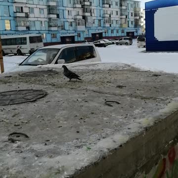 Beautiful pigeons in our city.