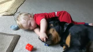 Giant Rottweiler Gently Tosses Around Toys To Baby