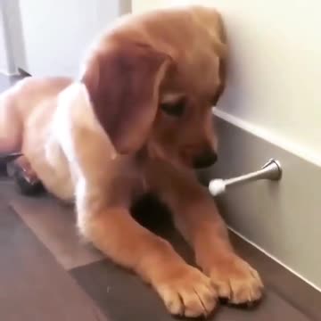 He always finds something to play with. Have you seen your puppy playing like this?