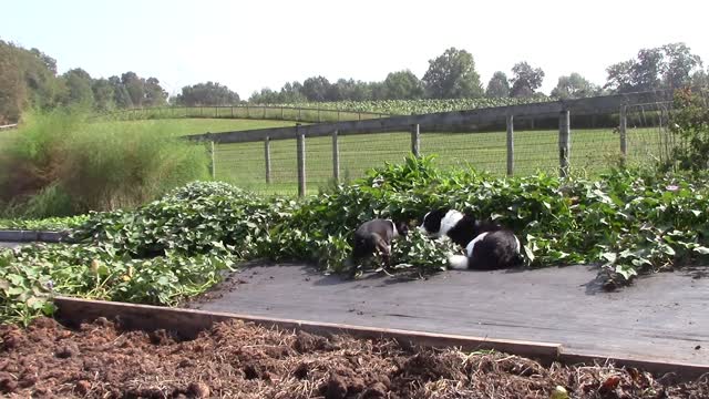 Digging sweet potatoes with dogs