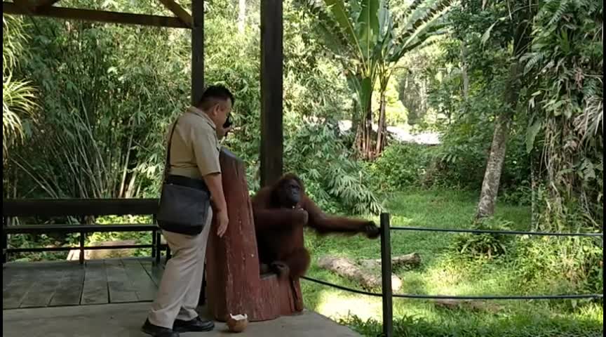 Orangutan hilariously walks on two feet with his female friend