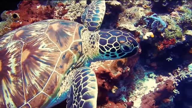 Latest version of the year|Beautiful marine animals|Interesting pet dogs and cats