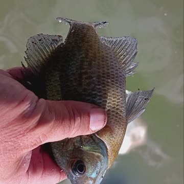 Bluegill kissena park.