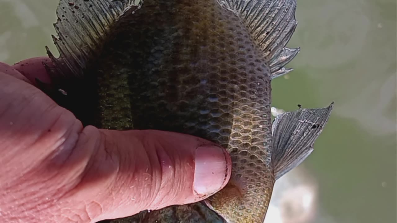 Bluegill kissena park.